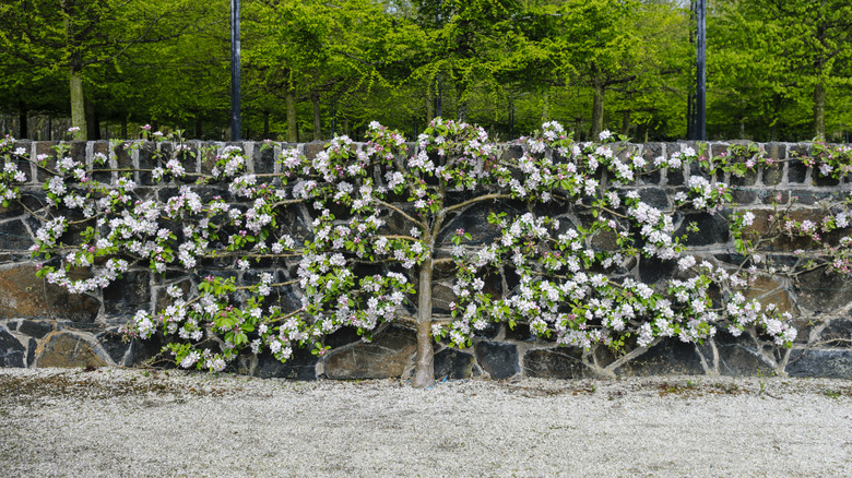A flowering apple tree espaliered on a short brick wall