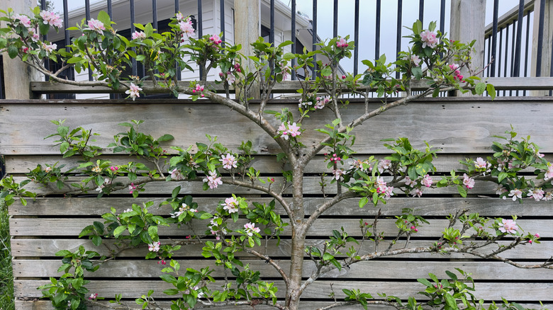 The Ancient Method That Turns Your Walled Garden Into A Functional Work Of Art