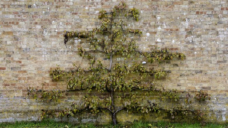 A dark fruit tree espaliered on a brick wall