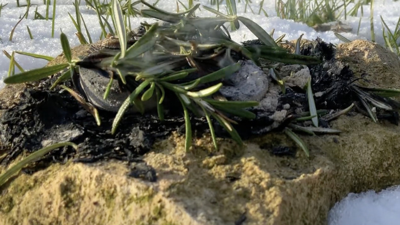 Rosemary being burned outdoors to ward away mosquitos and other insect pests.