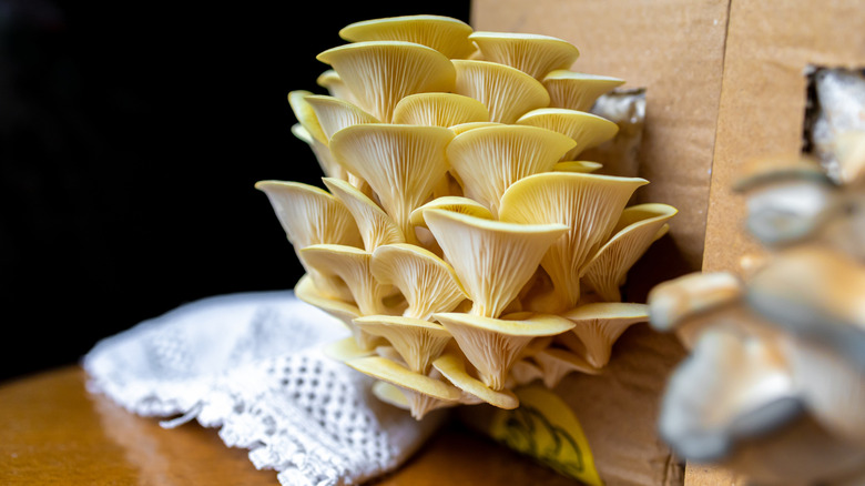 Oyster mushrooms growing out of a cardboard box on a table