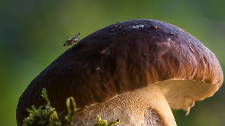 Phorid fly on a mushroom cap