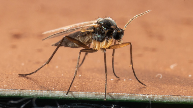 Sciarid fly on the corner of a table