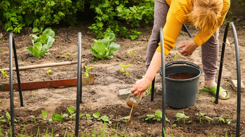 woman fertilizing her vegetable garden