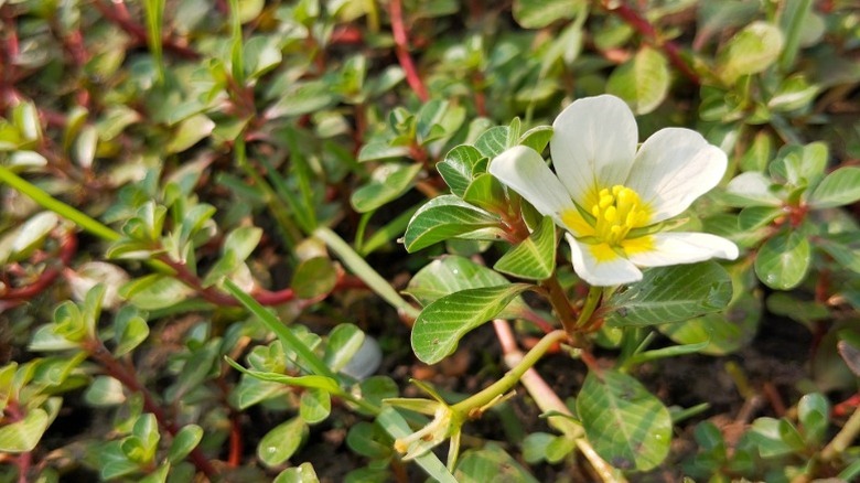Common purslane plant with a single white and yellow flower