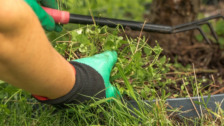 A hand in a gardening glove pulls a bunch of weeds from a lawn.