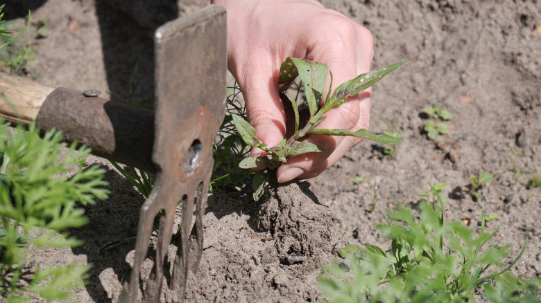 Person removing weeds from soil that is hot and dry