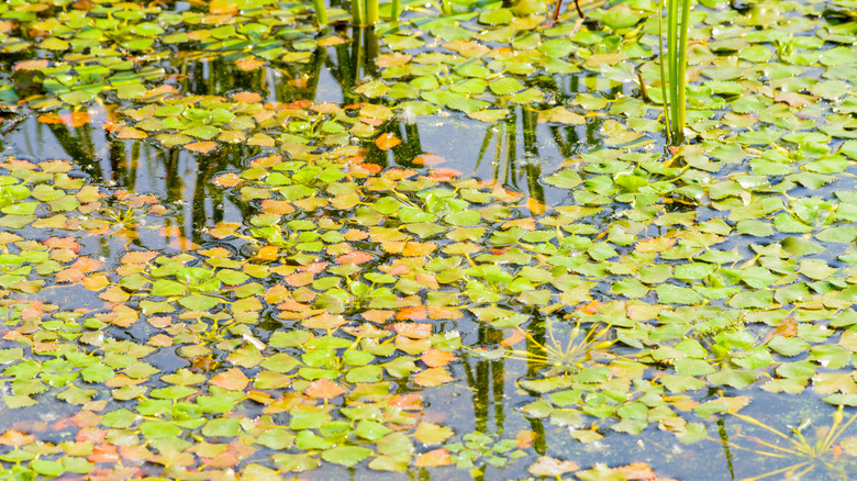 Water chestnuts float on water