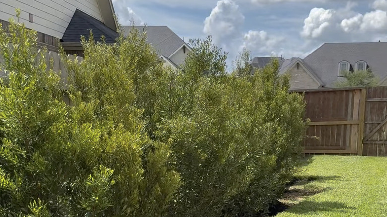 A backyard privacy hedge of Southern wax myrtle trees.