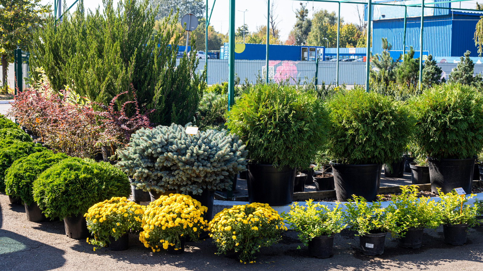 The Aromatic Evergreen That Feeds Birds & Pollinators While Providing Privacy
