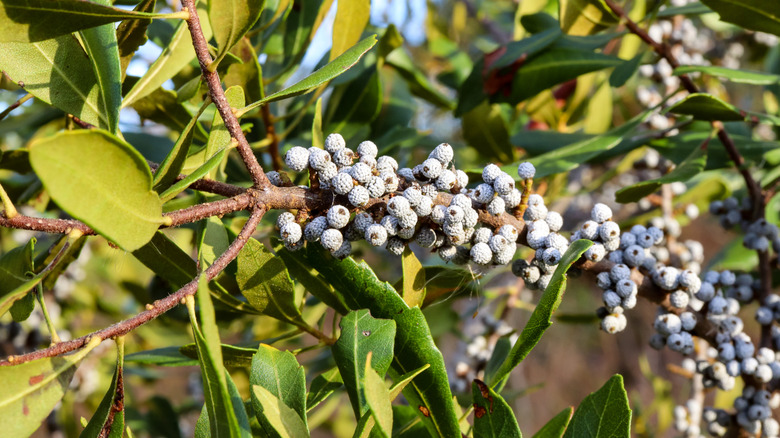 Southern wax myrtle leaves, branches, and blue-gray berries.