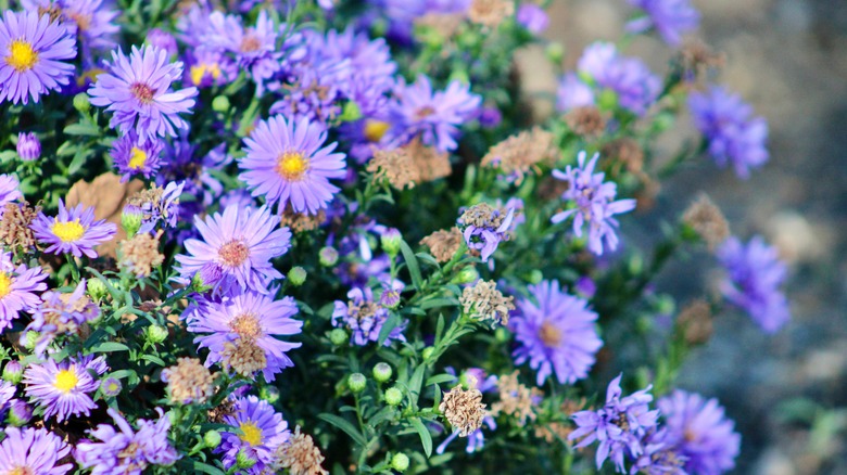 The top down view of a beautiful aromatic aster plant in full bloom