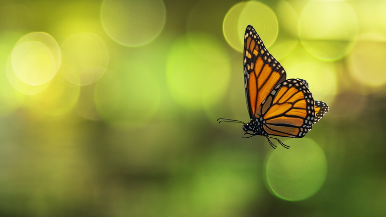 Side view of a Monarch Butterfly in flight.
