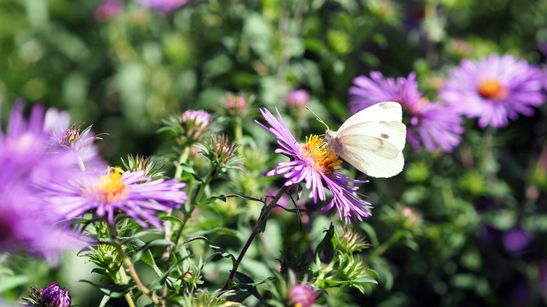 Cabbage White (Pieris rapae) butterfly on a purple aster (Symphyotrichum oblongifolium) in a garden