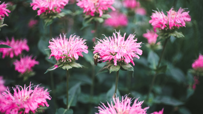 bee balm grows in a meadow