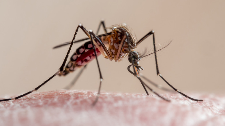a mosquito bites a person