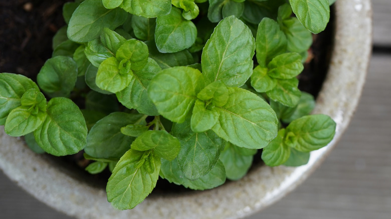 Close-up image of a small orange mint plant in a glazed ceramic pot on a wooden table