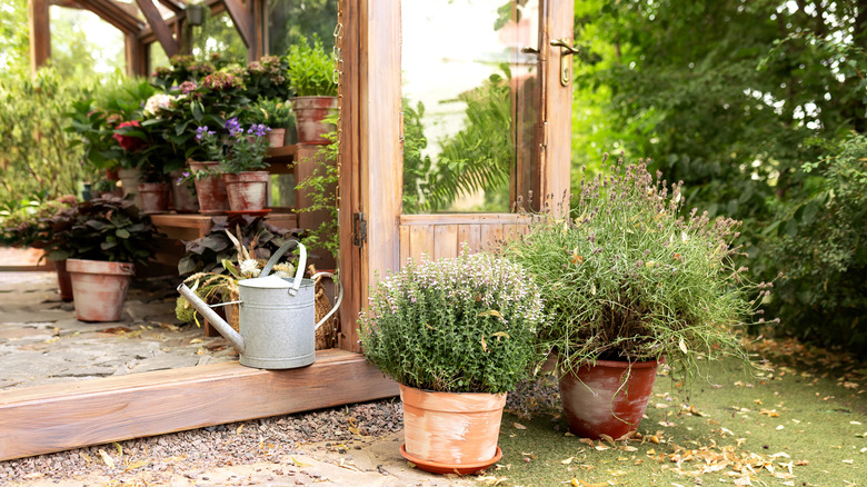 A thriving container garden with a variety of different plants in terracotta pots