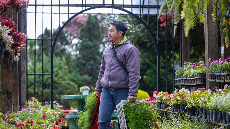 A man holds trays of herbs in both hands while shopping at a plant nursery.