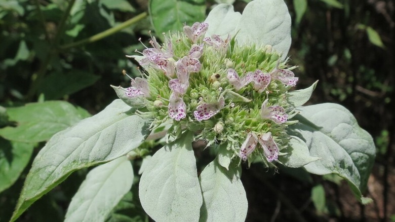 A flowering southern mountain mint growing in a garden.