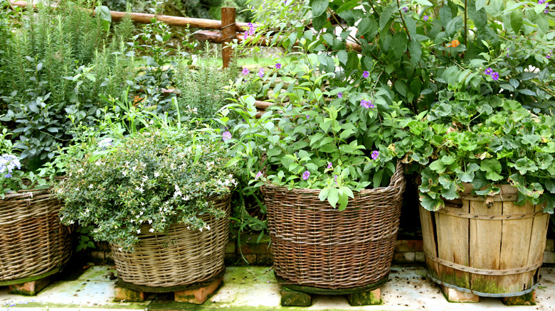 An herb garden outdoors.
