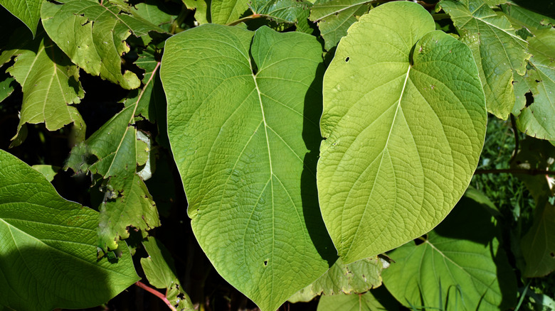 Hoja santa plant up close