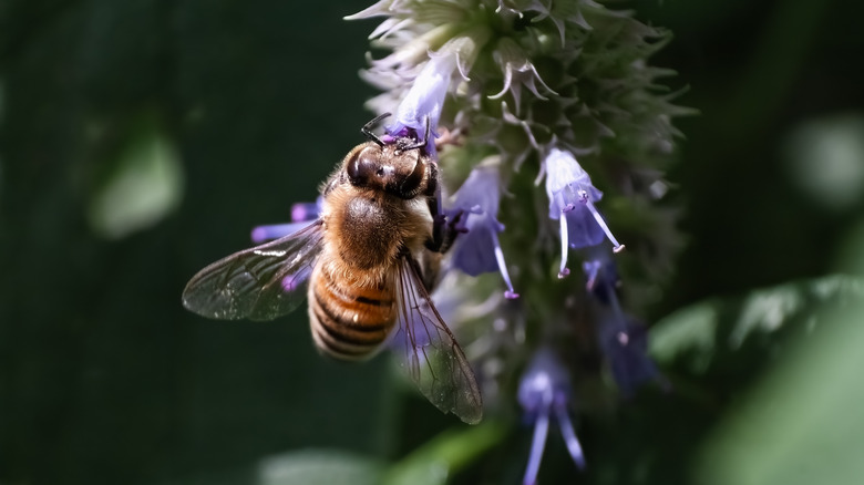 Closeup of a bumblebee sitting on anise hyssop.