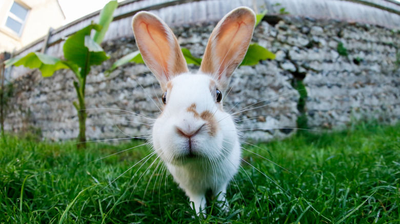 White rabbit with brown spots around nose standing in grass.