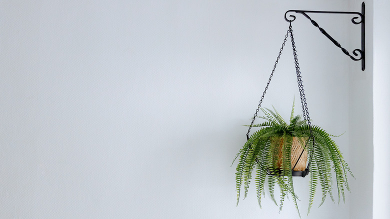A faux fern in a hanging basket on a wall