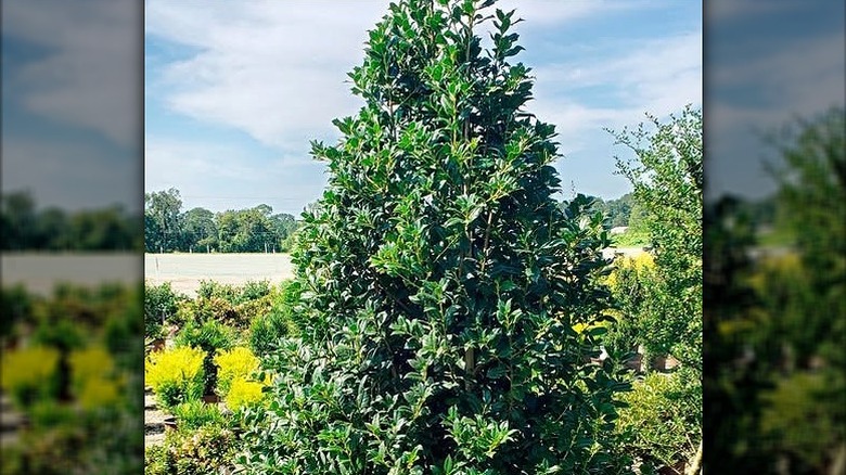 A Nelliet holly tree grows in a sunny yard