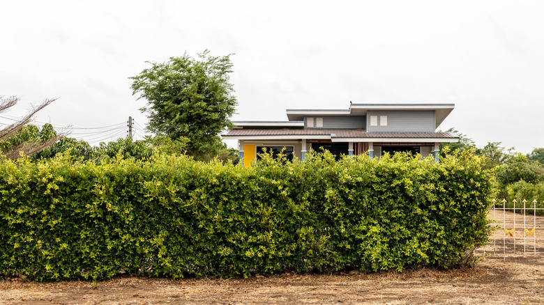 A modern home is sheltered behind a tall privacy hedge