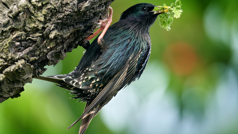 Bird with leaf in beak