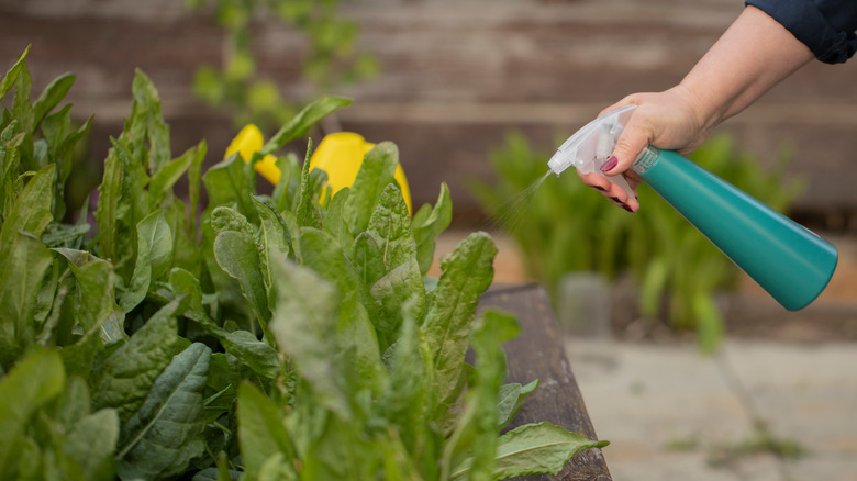Person spraying herbs