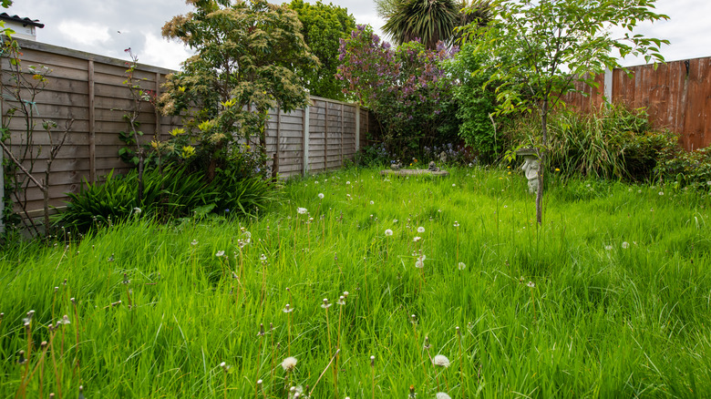 A messy backyard with tall grass and weeds