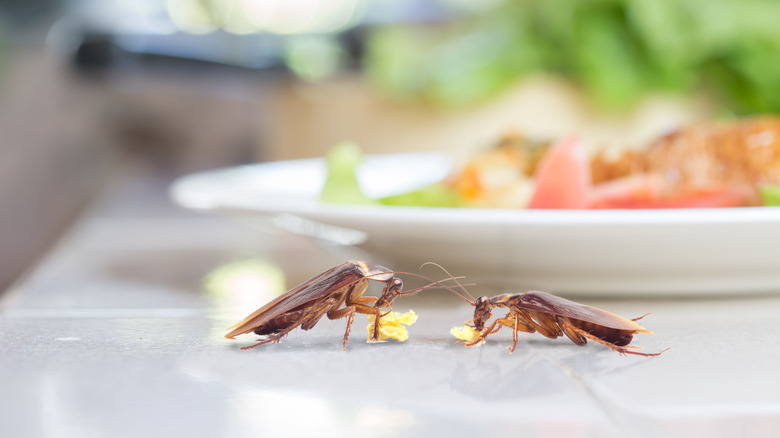 Cockroaches eating food on table