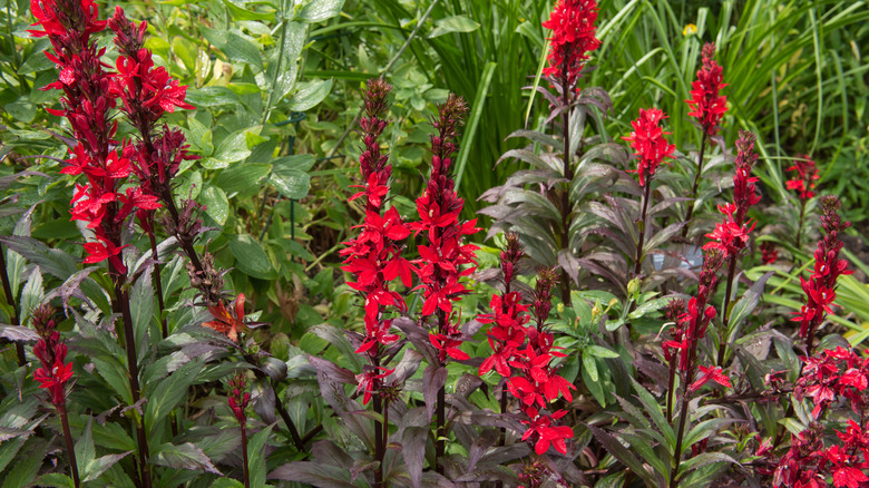 Queen Victoria cardinal flower in yard
