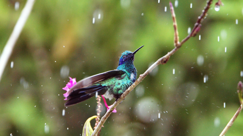 hummingbird perched on tree branch