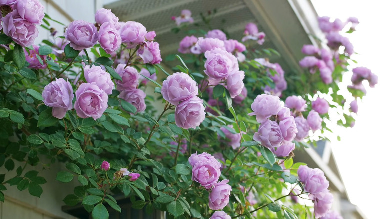 beautiful lilac-blue toned mini-climbing rose 'Lilac Days'