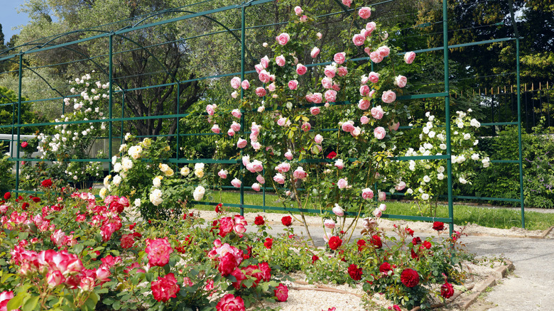 a rose garden filled with colorful shrub roses and climbing roses