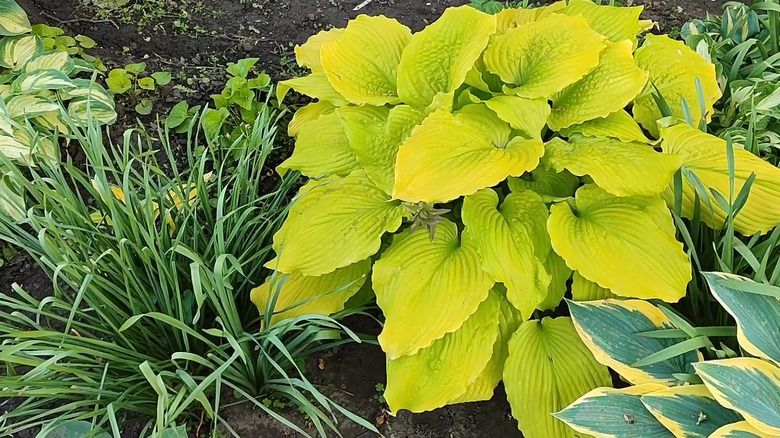 the bright foliage of Dancing Queen hosta steals the show in a shady garden