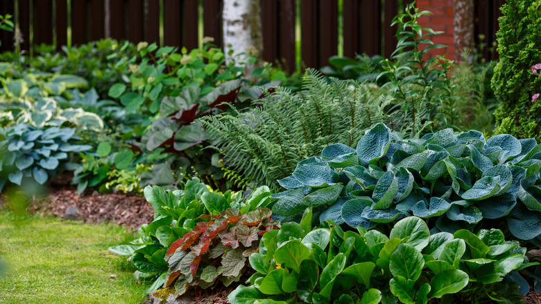 decorative plants in a shade garden, including hosta, ferns, heuchera, and bergenia