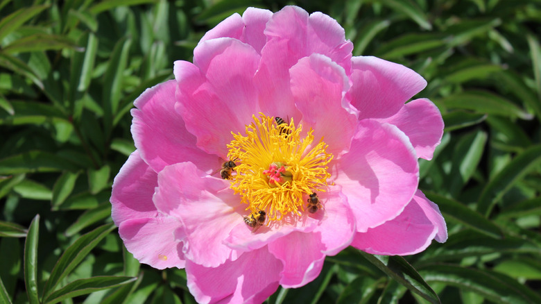 'Sea Shell' in bloom with bees