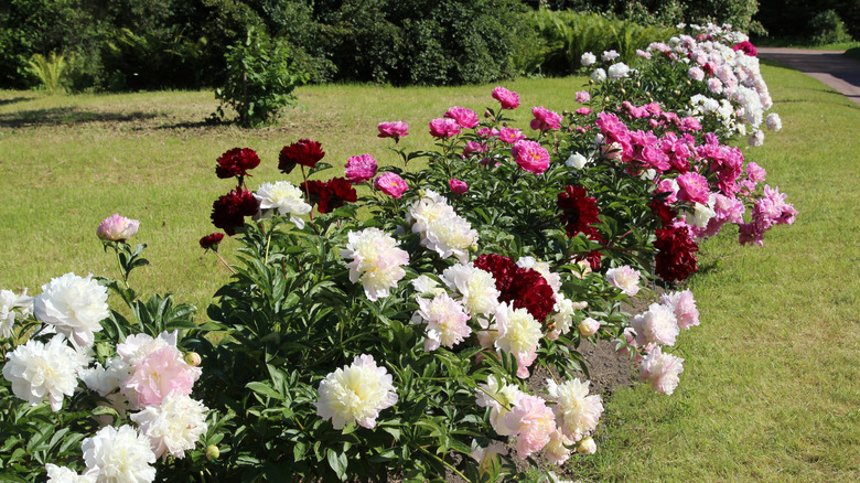 A row of peonies in different colors in a garden.