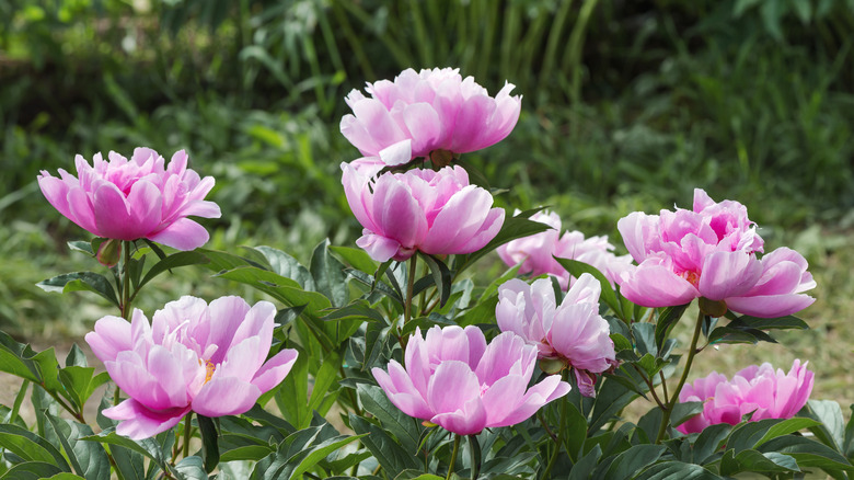'Sea shell' peonies blooming in spring.