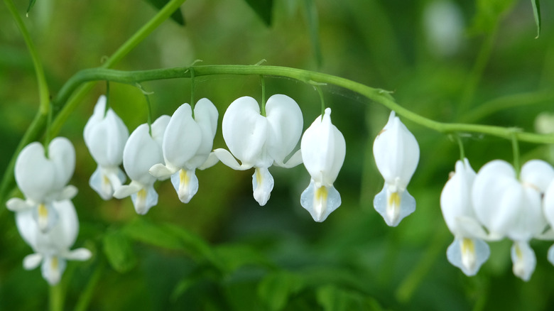 A closeup of ten blooms of the white bleeding heart cultivar 'Alba'