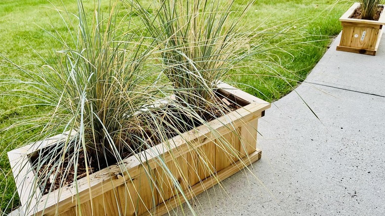 Blue oat grass in planter box containers
