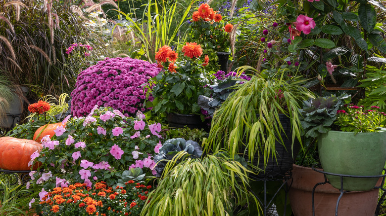 Assortment of colorful plants, including ornamental grasses and flowers, in containers