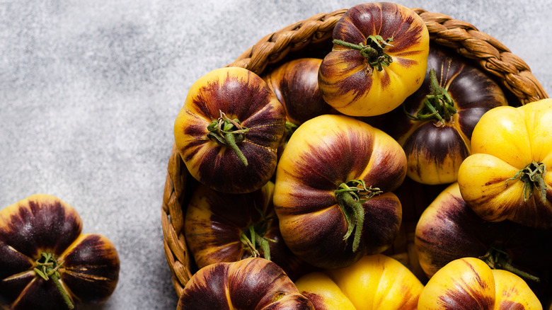 Basket of yellow and purple 'Sart Roloise' tomatoes