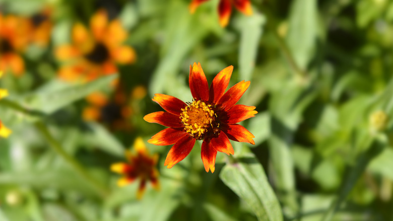 Orange zinnia with yellow-tipped leaves surrounded by greenery.