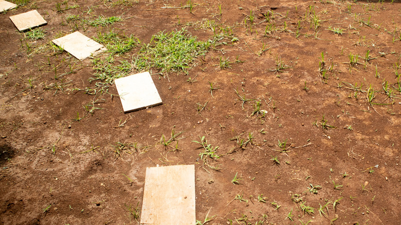 Dirt yard with patches of grass and rectangular pavers.